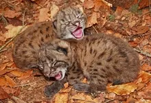 animals lynx baby animals fallen leaves 1600x1200 wallpaper Art HD Wallpaper